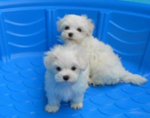 TWO HEALTHY C.K.C MALTESE PUPPIES NOW READY FOR ADOPTION