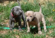 Weimaraner puppies