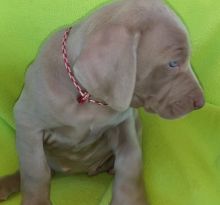 Weimaraner puppies