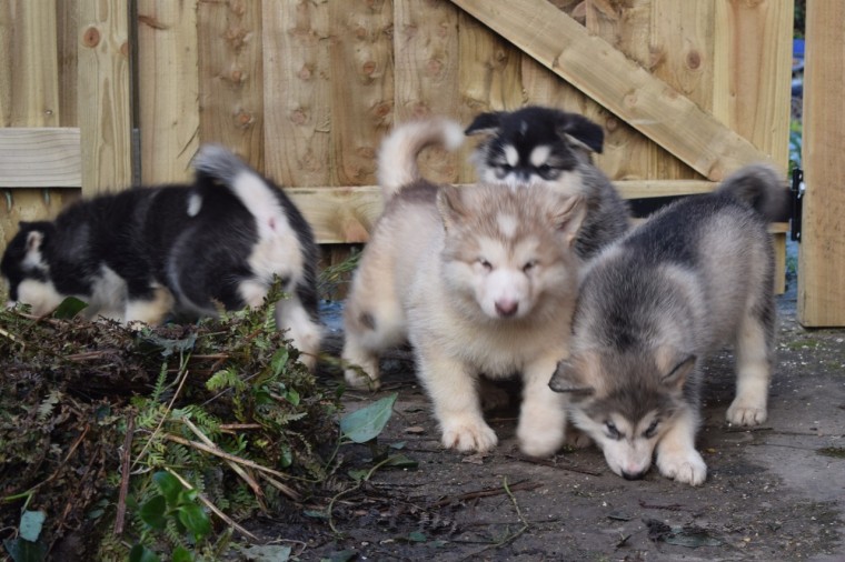 Alaskan Malamute puppies Image eClassifieds4u