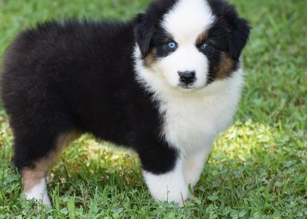 Australian Shepherd puppies Image eClassifieds4u