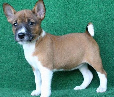 Basenji puppies ready Image eClassifieds4u