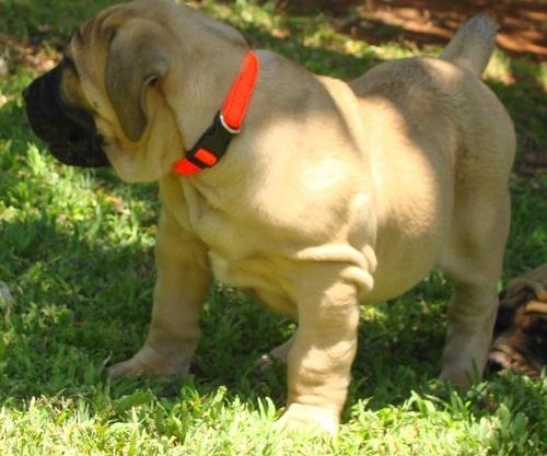 Boerboel puppies Image eClassifieds4u
