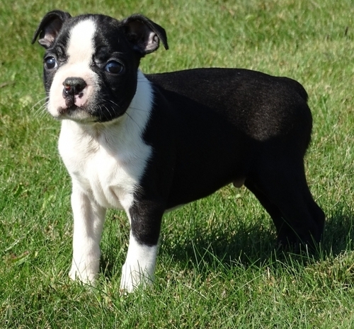 Boston Terrier puppies Image eClassifieds4u