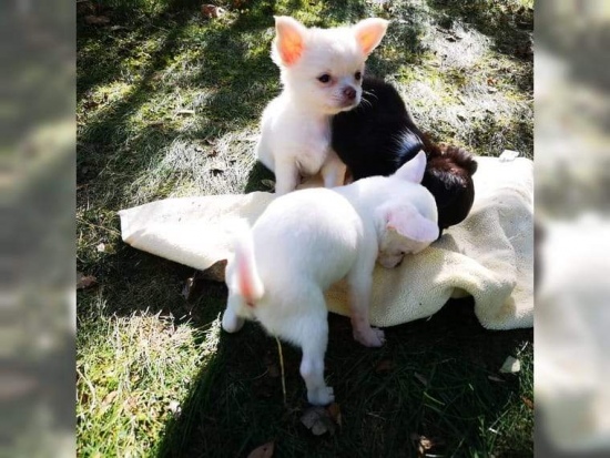 Chihuahua Puppies Ready Image eClassifieds4u