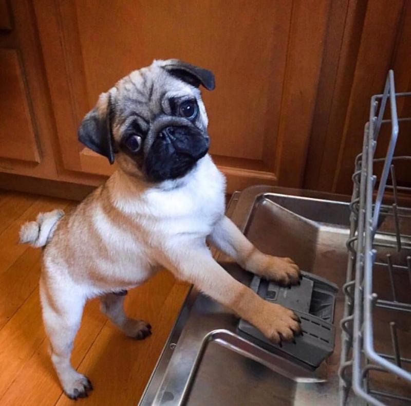 Healthy C.K.C Male/Female Pugs Puppies For Adoption Image eClassifieds4u