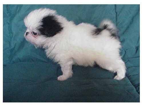 Japanese Chin puppies ready Image eClassifieds4u