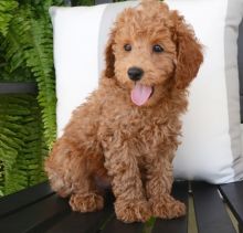 Cute male and female Toy Poodle puppies available. Image eClassifieds4u 2
