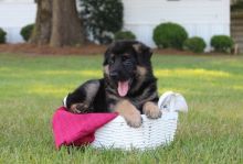 German Shepherd puppies Image eClassifieds4U