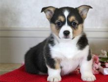 Pembroke Welsh Corgi puppies available Image eClassifieds4U
