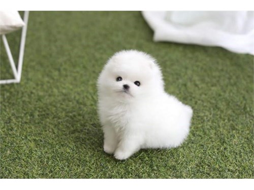 Pomeranian puppies ready Image eClassifieds4u