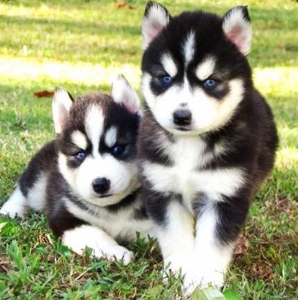 Siberian Husky Puppies With Blue Eyes Image eClassifieds4u