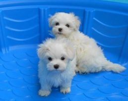 TWO HEALTHY C.K.C MALTESE PUPPIES NOW READY FOR ADOPTION Image eClassifieds4u