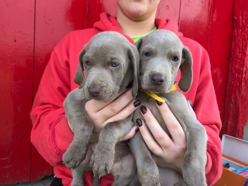 Weimaraner puppies Image eClassifieds4u
