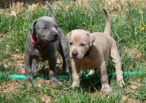 Weimaraner puppies Image eClassifieds4u