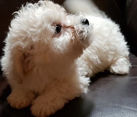 Ckc Bolognese puppies for re-homing Image eClassifieds4u