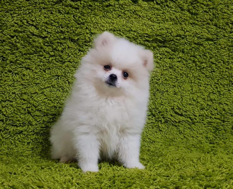 HEALTHY CKC POMERANIAN PUPPIES AVAILABLE FOR A LOVING HOME Image eClassifieds4u