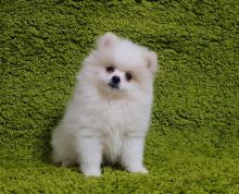 HEALTHY CKC POMERANIAN PUPPIES AVAILABLE FOR A NEW HOME