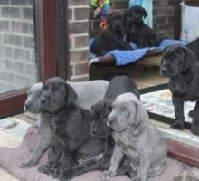 Active sweet Great Dane Puppies available now