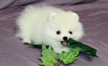 Beautiful Pomeranian puppies Available