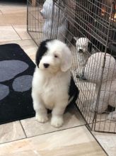 Beautiful pure Old English Sheepdogs puppies