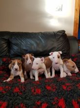 English Bull Terrier puppies