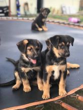 German Shepherd puppies