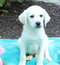 Labrador Retriever Puppies For Re-Homing