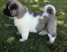 Male and female Akita Puppies