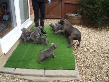 Male and female American Standfordshire puppies