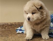 Male and Female Chow Chow puppies