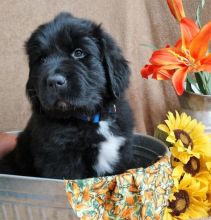 Newfoundland Puppies AVAILABLE FOR SALE