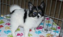 Papillon puppies ready