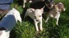 Rat terrier puppies for sale