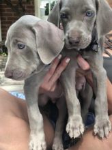 Registered Weimaraner Puppies