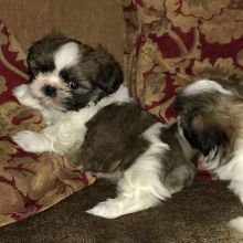 Shih Tzu puppies ready for their new and forever lovely home