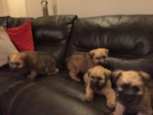 Soft Coated Wheaten Terriers ready