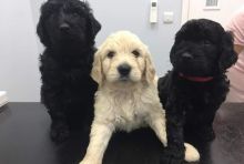Standard Goldendoodle Pups Ready Now