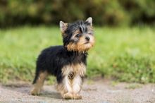 Teacup Yorkie Puppies for Re-homing