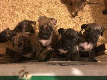 Top Quality Presa Canario Puppies