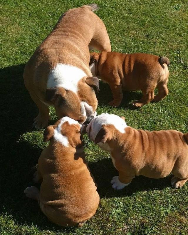 English bulldog puppies Image eClassifieds4u