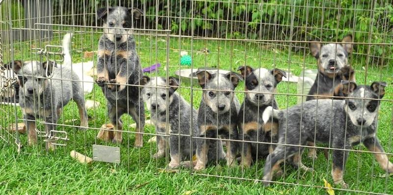 Australian Cattle dog puppies Image eClassifieds4u