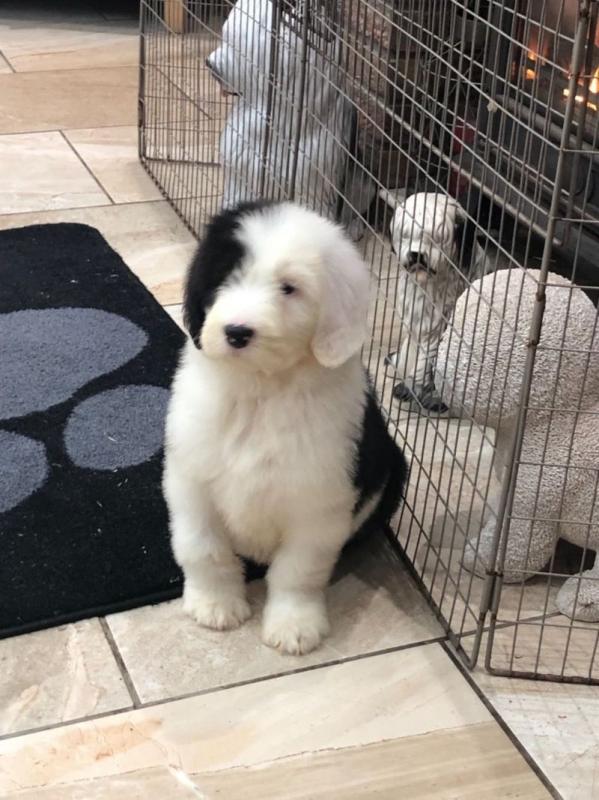 Beautiful pure Old English Sheepdogs puppies Image eClassifieds4u