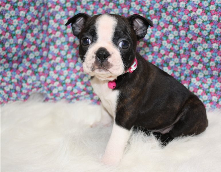 Boston terrier puppies available Image eClassifieds4u