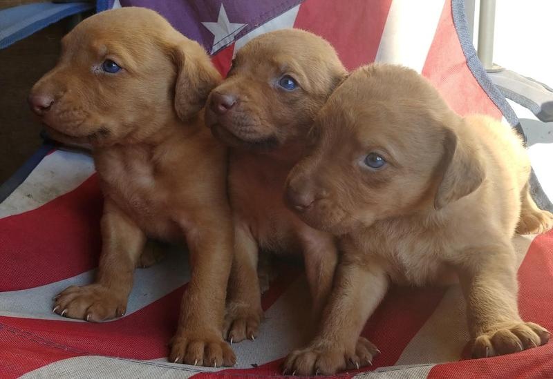Chesapeake Bay Retriever puppies Image eClassifieds4u