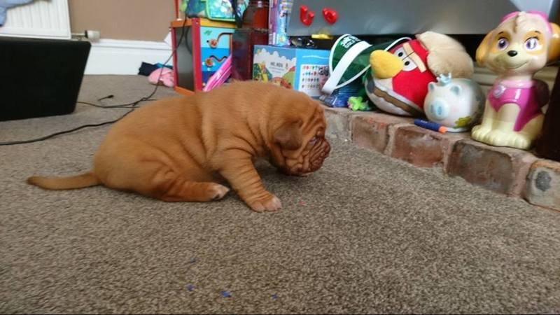 CKC Dogue de bordeaux pups Image eClassifieds4u