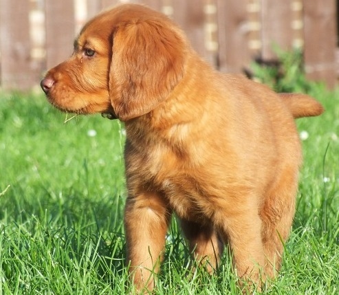 cute Irish Setter puppies Image eClassifieds4u