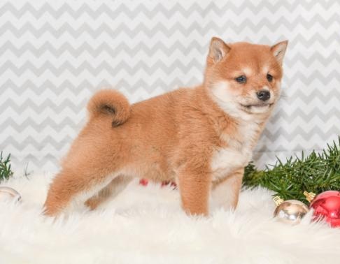 FANTASTIC C.K.C SHIBA INU PUPPIES AVAILABLE FOR ADOPTION Image eClassifieds4u