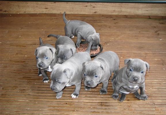 Gorgoues pedigree Staffordshire Bull Terrier Puppies for sale Image eClassifieds4u