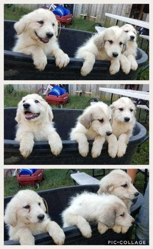 Great Pyrenees Puppies Image eClassifieds4u